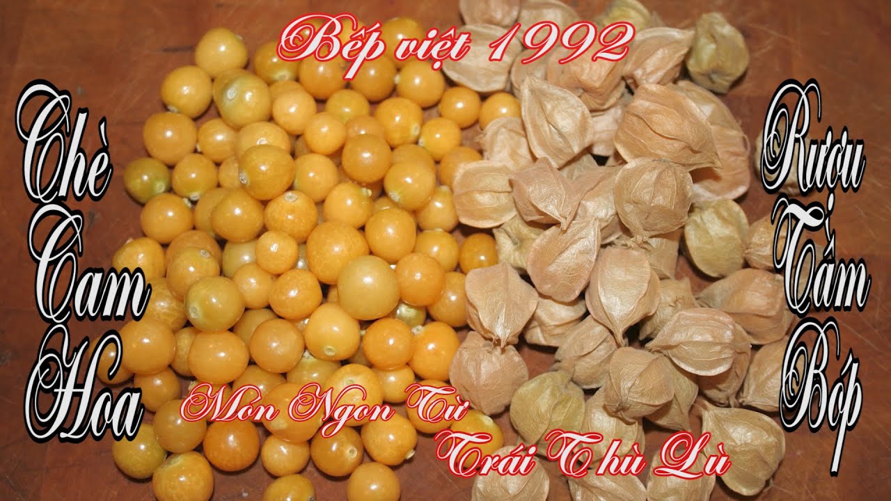 Thù lù bao chín vàng ruộm một góc vườn , hái làm trà, ngâm rượu và nấu món ngon đặc biệt bổ dưỡng